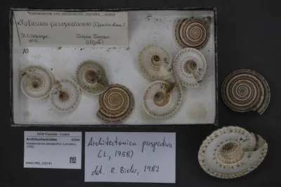 Architectonica perspectiva (Linnaeus, 1758) — تصویر رکورد یوروپیانا
