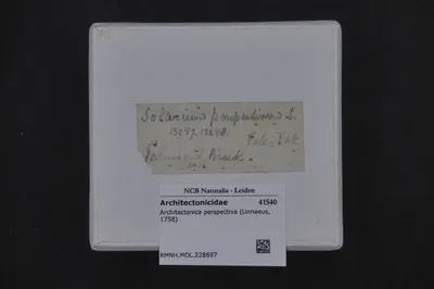 Architectonica perspectiva (Linnaeus, 1758) — تصویر رکورد یوروپیانا