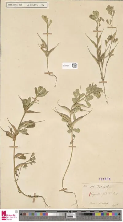 Trigonella gladiata M.Bieb. — تصویر رکورد یوروپیانا