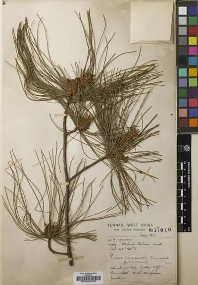 Pinus L. — تصویر رکورد یوروپیانا