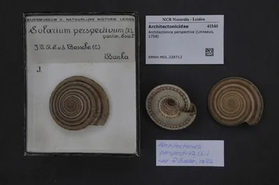 Architectonica perspectiva (Linnaeus, 1758) — تصویر رکورد یوروپیانا