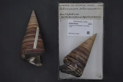 Telescopium telescopium (Linnaeus, 1758) — تصویر رکورد یوروپیانا