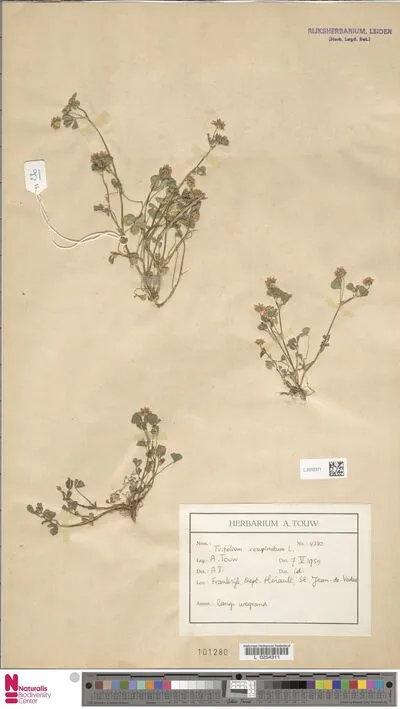 Trifolium resupinatum L. — تصویر رکورد یوروپیانا