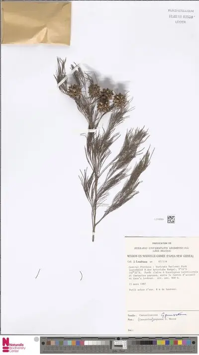 Casuarina papuana S.Moore — تصویر رکورد یوروپیانا