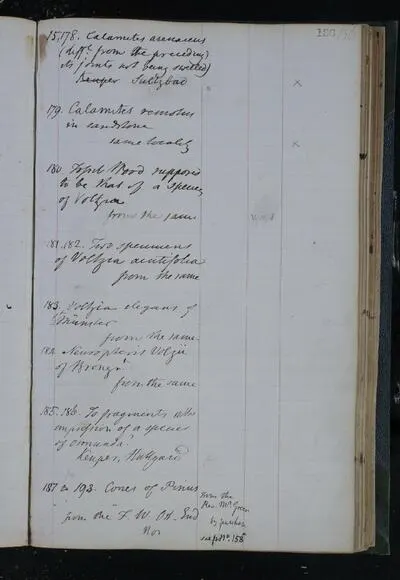 Pinus L. (1753) — تصویر رکورد یوروپیانا
