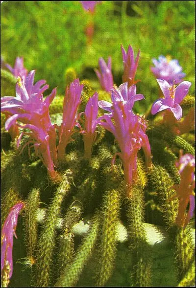 Flori de cactus — تصویر رکورد یوروپیانا