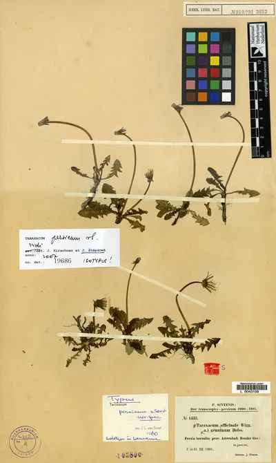 Taraxacum persicum Soest — تصویر رکورد یوروپیانا