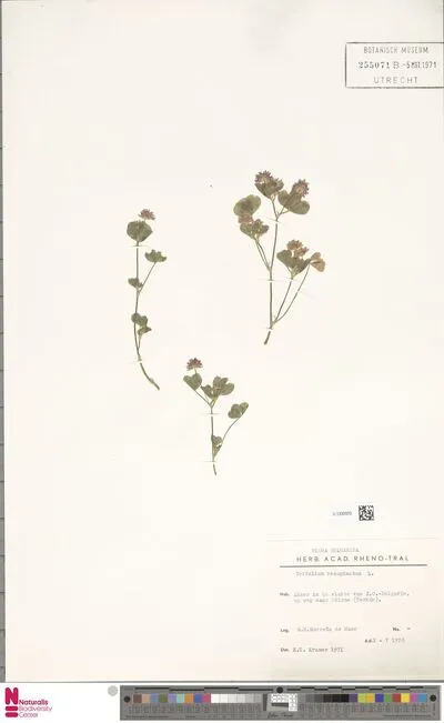 Trifolium resupinatum L. — تصویر رکورد یوروپیانا