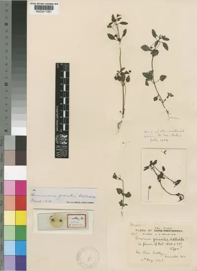Hemimeris gracilis Schltr. — تصویر رکورد یوروپیانا