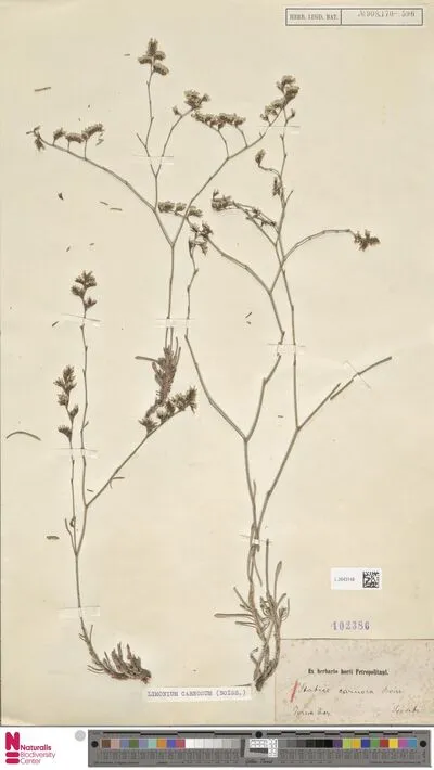 Limonium carnosum Kuntze — تصویر رکورد یوروپیانا