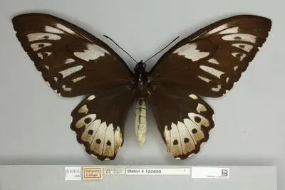 Ornithoptera priamus poseidon Doubleday, 1847 — تصویر رکورد یوروپیانا