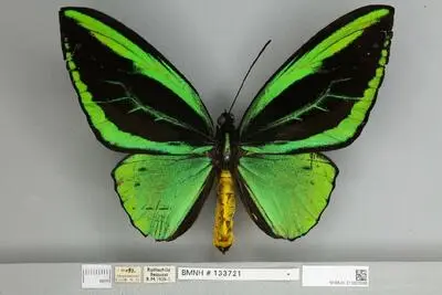 Ornithoptera priamus poseidon Doubleday, 1847 — تصویر رکورد یوروپیانا