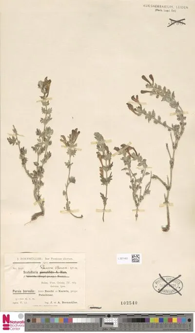 Scutellaria persica Bornm. — تصویر رکورد یوروپیانا