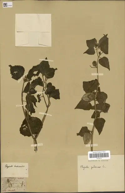 Physalis pubescens L. — تصویر رکورد یوروپیانا