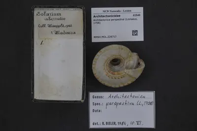 Architectonica perspectiva (Linnaeus, 1758) — تصویر رکورد یوروپیانا