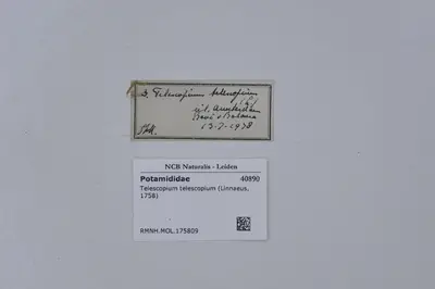 Telescopium telescopium (Linnaeus, 1758) — تصویر رکورد یوروپیانا
