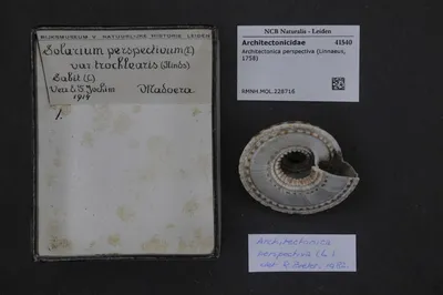 Architectonica perspectiva (Linnaeus, 1758) — تصویر رکورد یوروپیانا