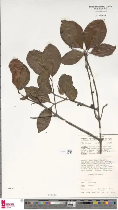 Garcinia — تصویر رکورد یوروپیانا