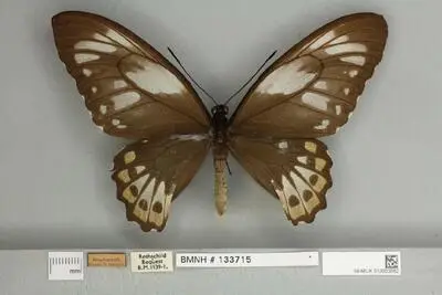Ornithoptera priamus poseidon Doubleday, 1847 — تصویر رکورد یوروپیانا