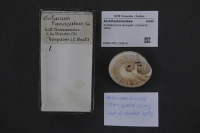 Architectonica laevigata (Lamarck, 1816) — تصویر رکورد یوروپیانا