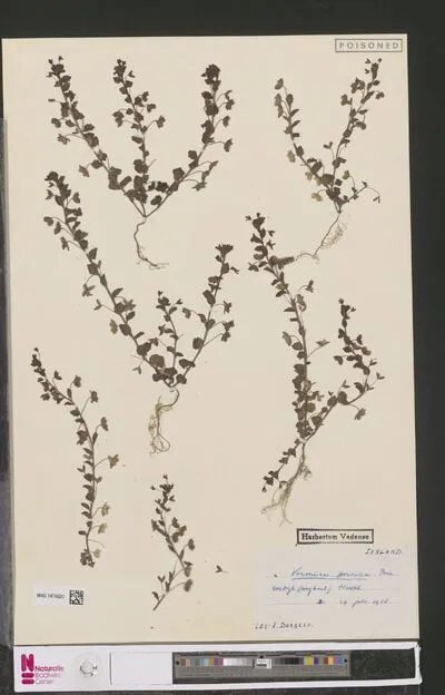 Veronica persica Poir. — تصویر رکورد یوروپیانا