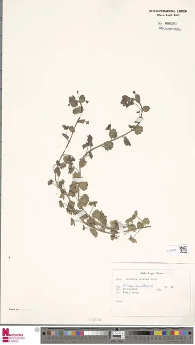 Veronica persica Poir. — تصویر رکورد یوروپیانا
