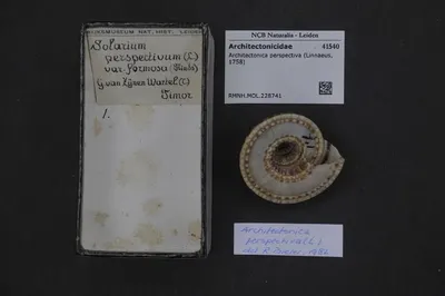 Architectonica perspectiva (Linnaeus, 1758) — تصویر رکورد یوروپیانا
