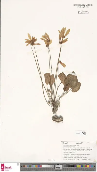 Cyclamen persicum Mill. — تصویر رکورد یوروپیانا
