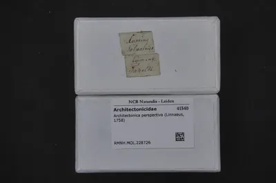 Architectonica perspectiva (Linnaeus, 1758) — تصویر رکورد یوروپیانا