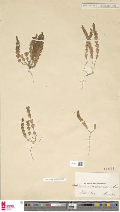 Cruciata articulata (L.) Ehrend. — تصویر رکورد یوروپیانا