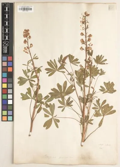Lupinus perennis L. — تصویر رکورد یوروپیانا