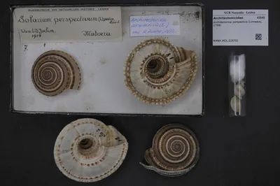 Architectonica perspectiva (Linnaeus, 1758) — تصویر رکورد یوروپیانا