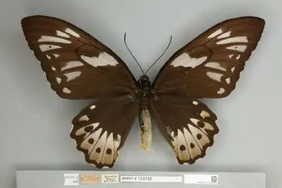 Ornithoptera priamus poseidon Doubleday, 1847 — تصویر رکورد یوروپیانا