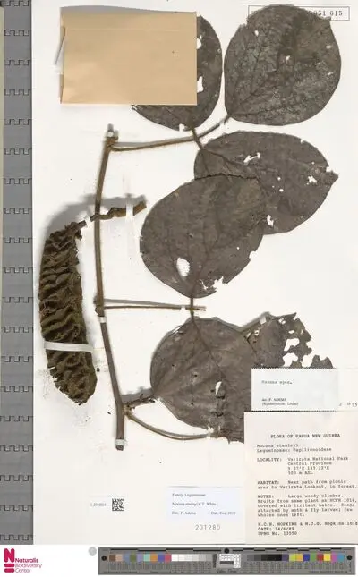 Mucuna stanleyi C.T.White — تصویر رکورد یوروپیانا