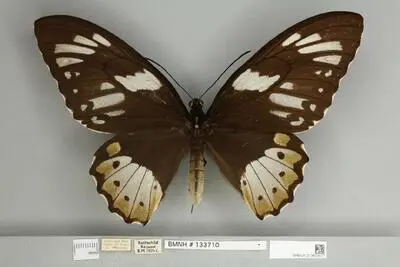 Ornithoptera priamus poseidon Doubleday, 1847 — تصویر رکورد یوروپیانا