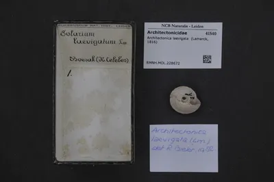 Architectonica laevigata (Lamarck, 1816) — تصویر رکورد یوروپیانا