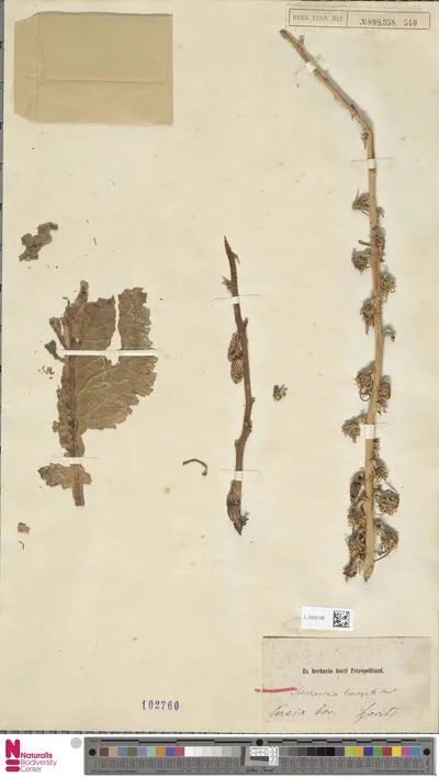 Michauxia laevigata Vent. — تصویر رکورد یوروپیانا