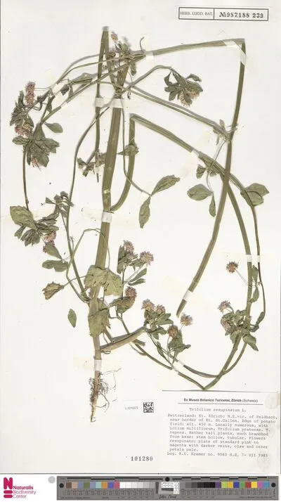 Trifolium resupinatum L. — تصویر رکورد یوروپیانا