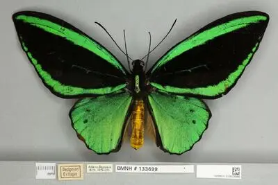 Ornithoptera priamus poseidon Doubleday, 1847 — تصویر رکورد یوروپیانا