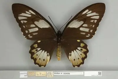 Ornithoptera priamus poseidon Doubleday, 1847 — تصویر رکورد یوروپیانا