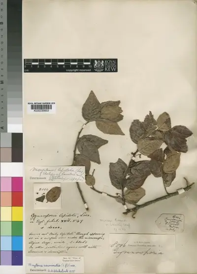 Maytenus acuminata (L.f.) Loes. — تصویر رکورد یوروپیانا