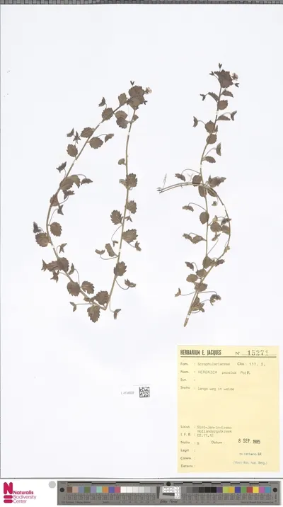 Veronica persica Poir. — تصویر رکورد یوروپیانا