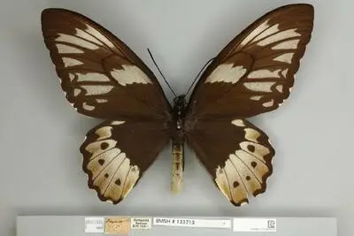Ornithoptera priamus poseidon Doubleday, 1847 — تصویر رکورد یوروپیانا