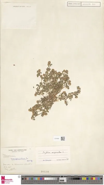 Trifolium resupinatum L. — تصویر رکورد یوروپیانا