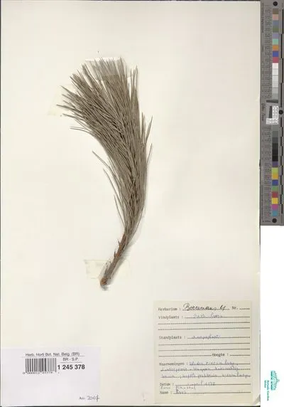 Pinus sp. — تصویر رکورد یوروپیانا