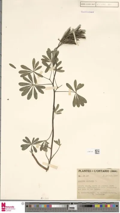Lupinus perennis L. — تصویر رکورد یوروپیانا