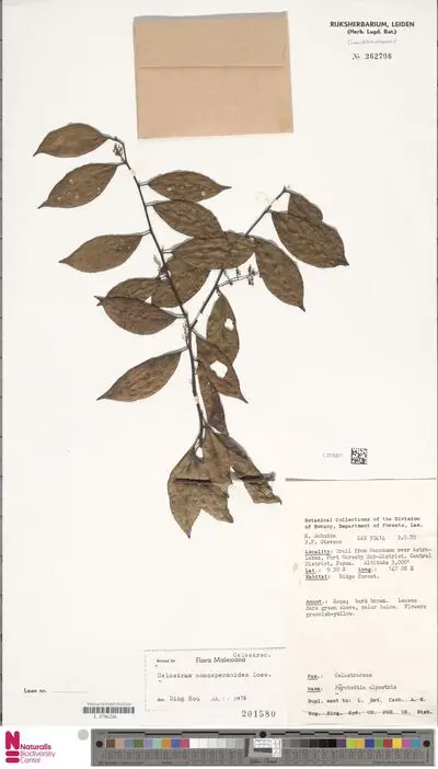 Celastrus monospermoides Loes. — تصویر رکورد یوروپیانا