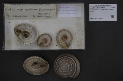 Architectonica perspectiva (Linnaeus, 1758) — تصویر رکورد یوروپیانا