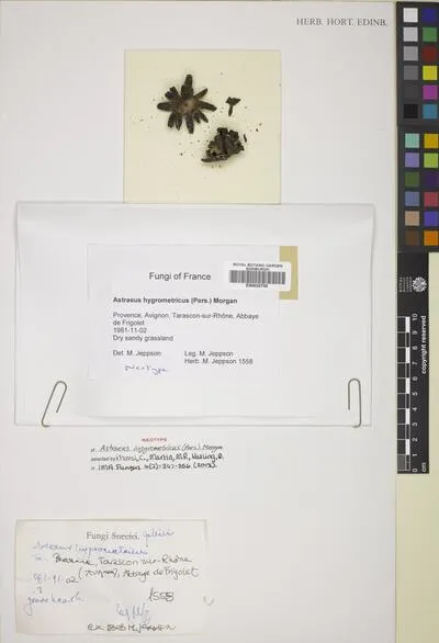 Astraeus hygrometricus (Pers.) Morgan — تصویر رکورد یوروپیانا