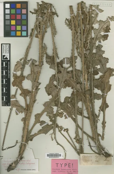 Carduus hamulosus subsp. hystrix (C.A.Mey.) Kazmi — تصویر رکورد یوروپیانا